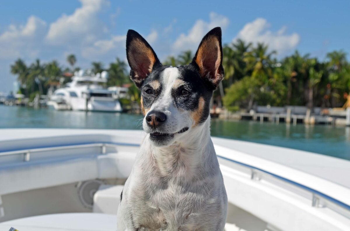 Short-legged Rat Terrier on a boat.