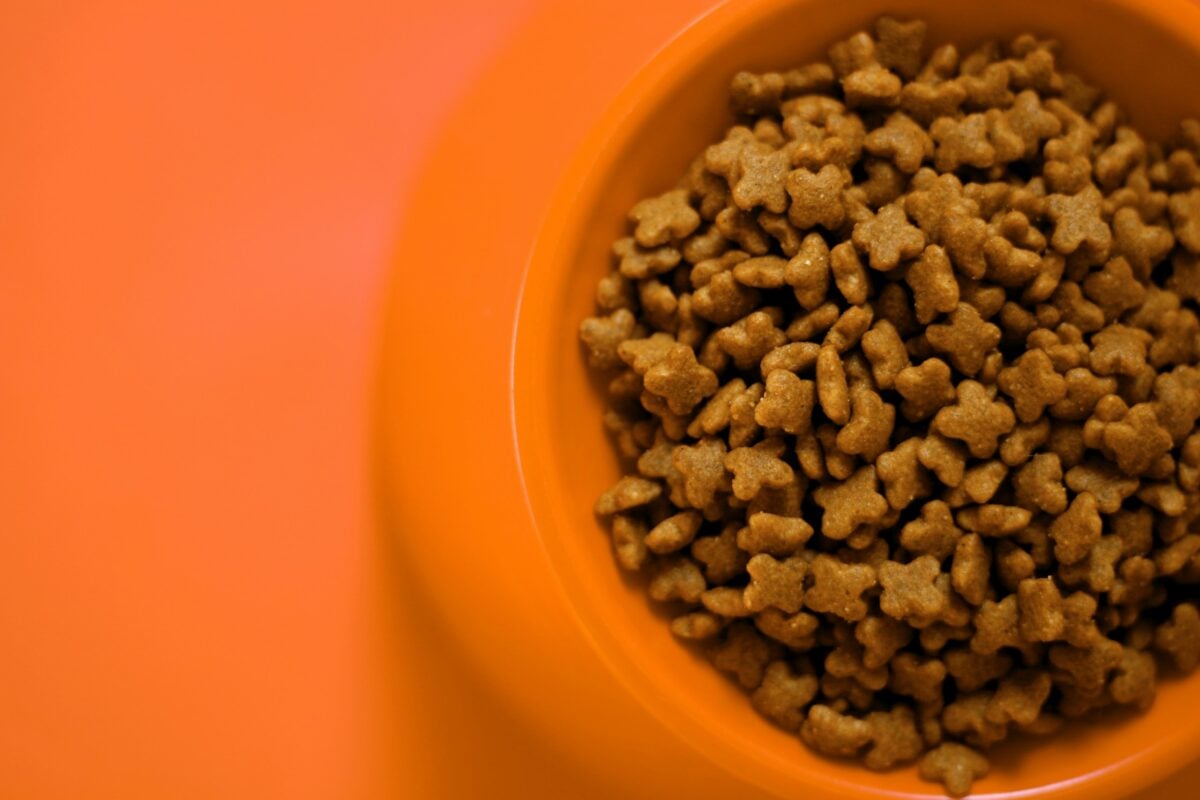 Dog food closeup on orange background.