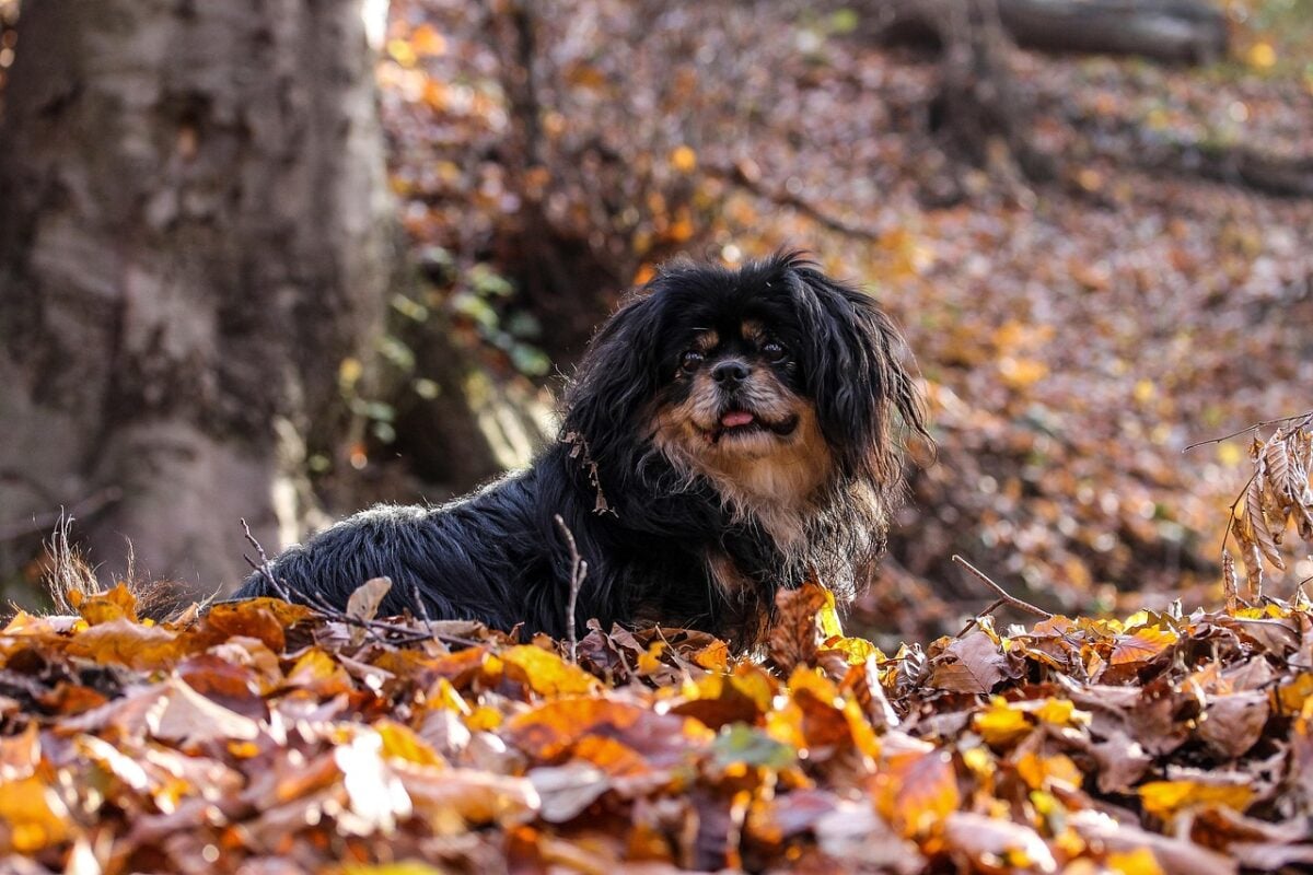 Tibetan Spaniel standing in autumn leaves.
