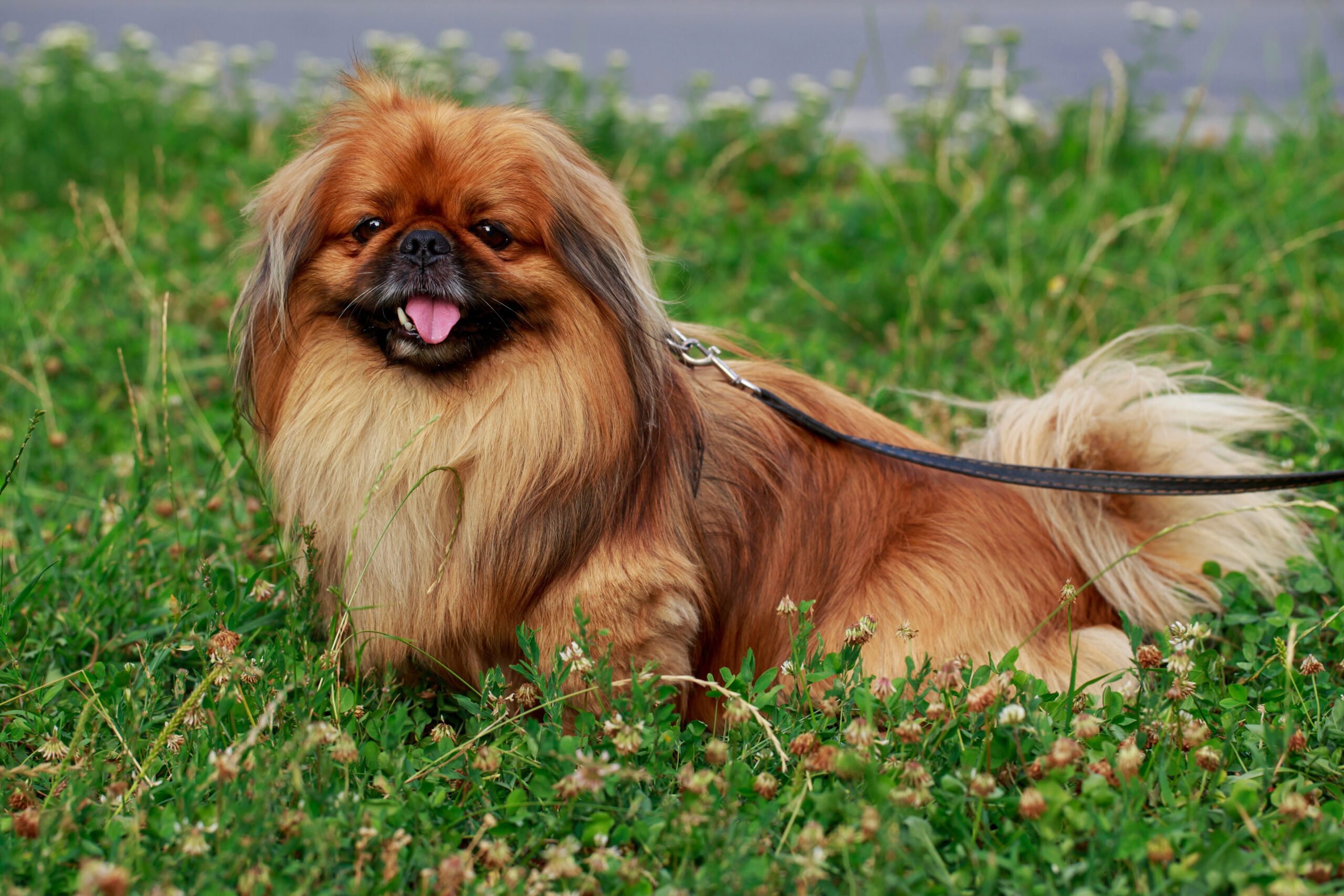 Pekingese wearing harness and leash outside in grass.