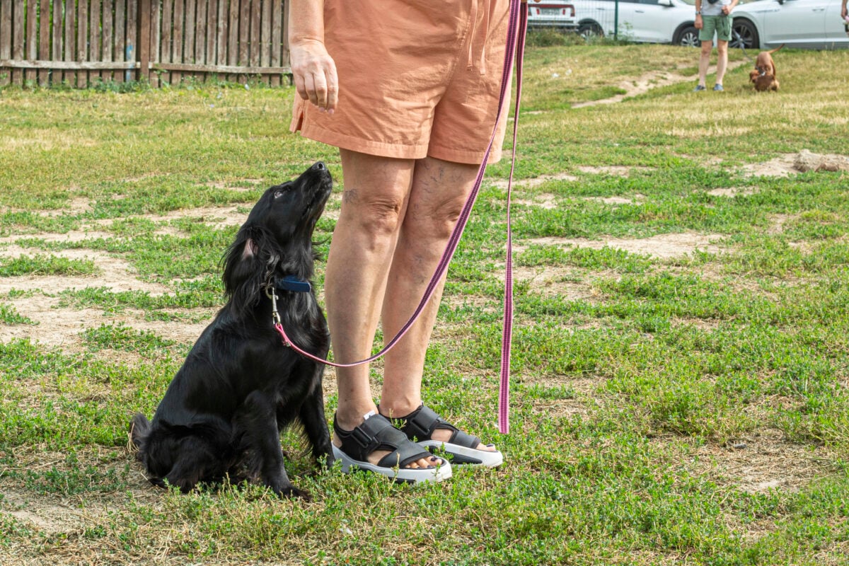 Dog follows owner's command next to training.