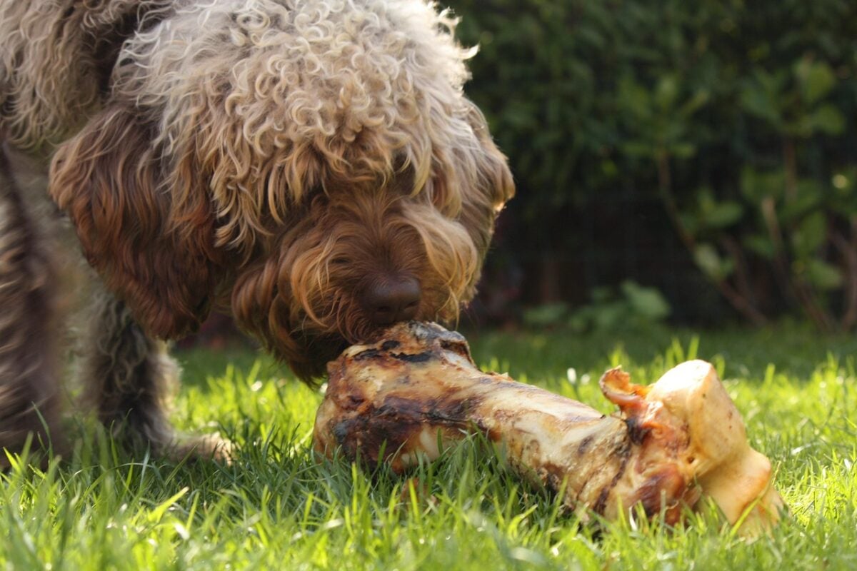 Dog sniffing raw dog bone on grass.