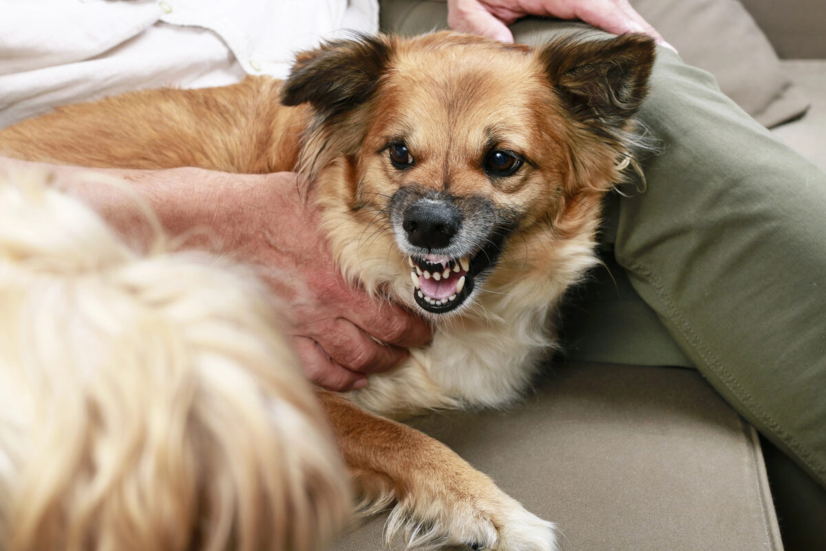 Dog growls while being restrained by person on couch.