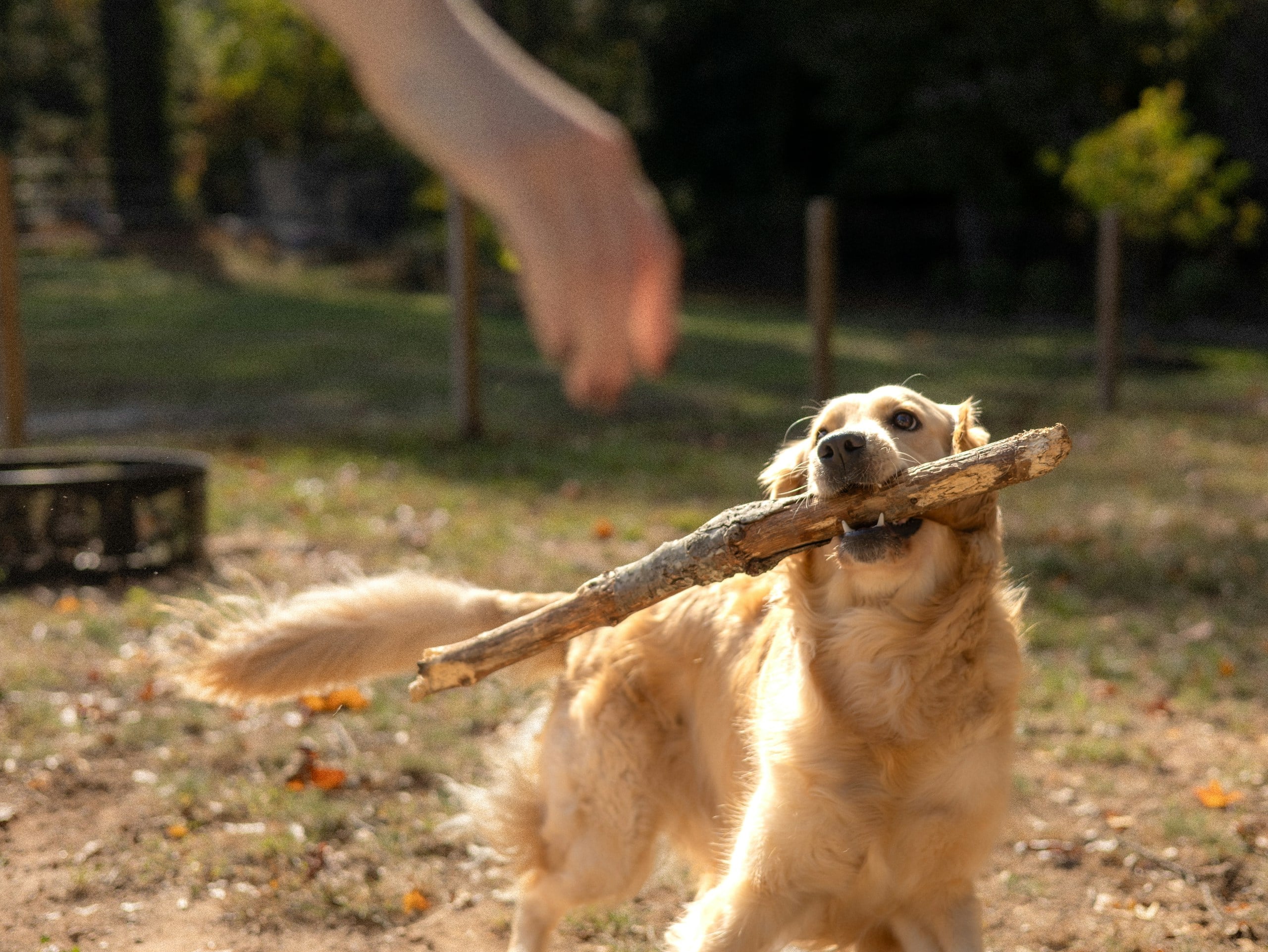 Dog with stick, human hand reaching.