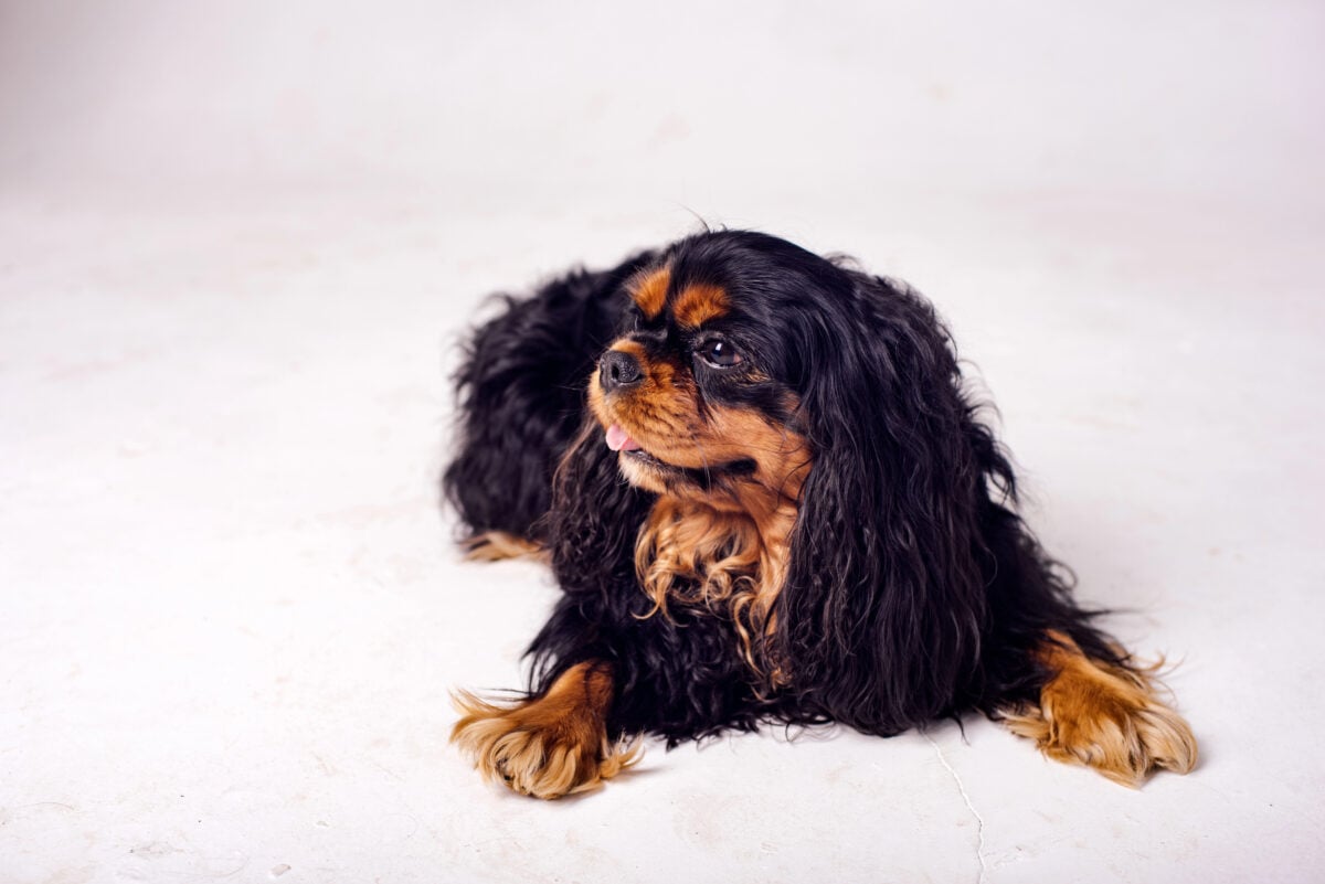 English Toy Spaniel (King Charles Spaniel) lying down with head turned to side to show flat nose.