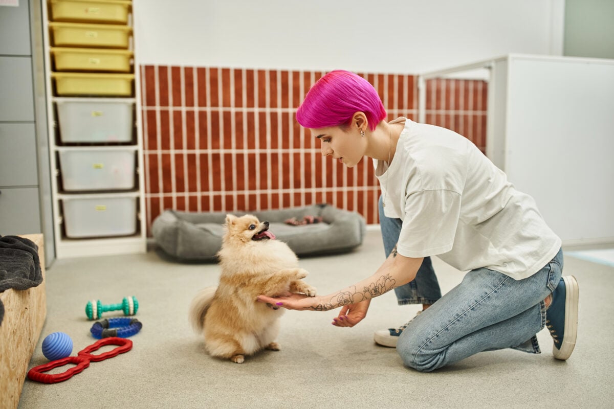 Professional dog trainer working with a Pekingese. 