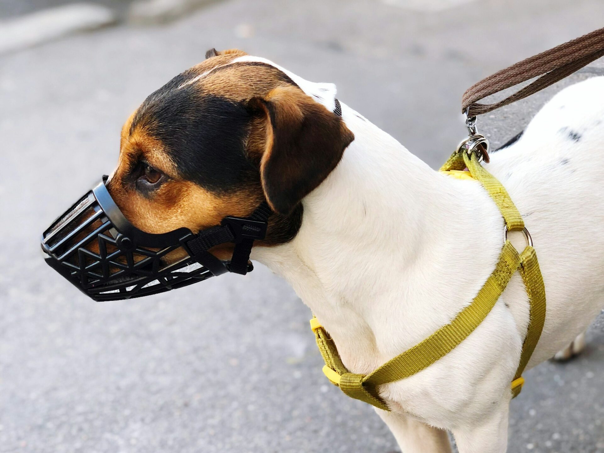 Dog wearing muzzle.