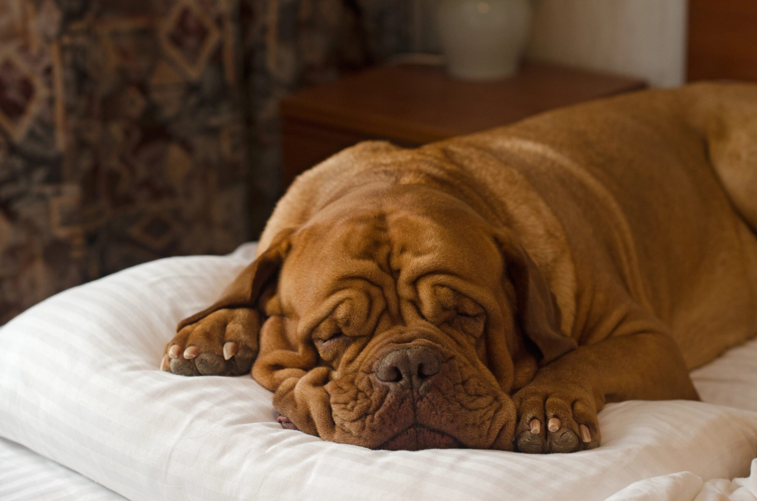 Dogue De Bordeaux sleeping on bed.