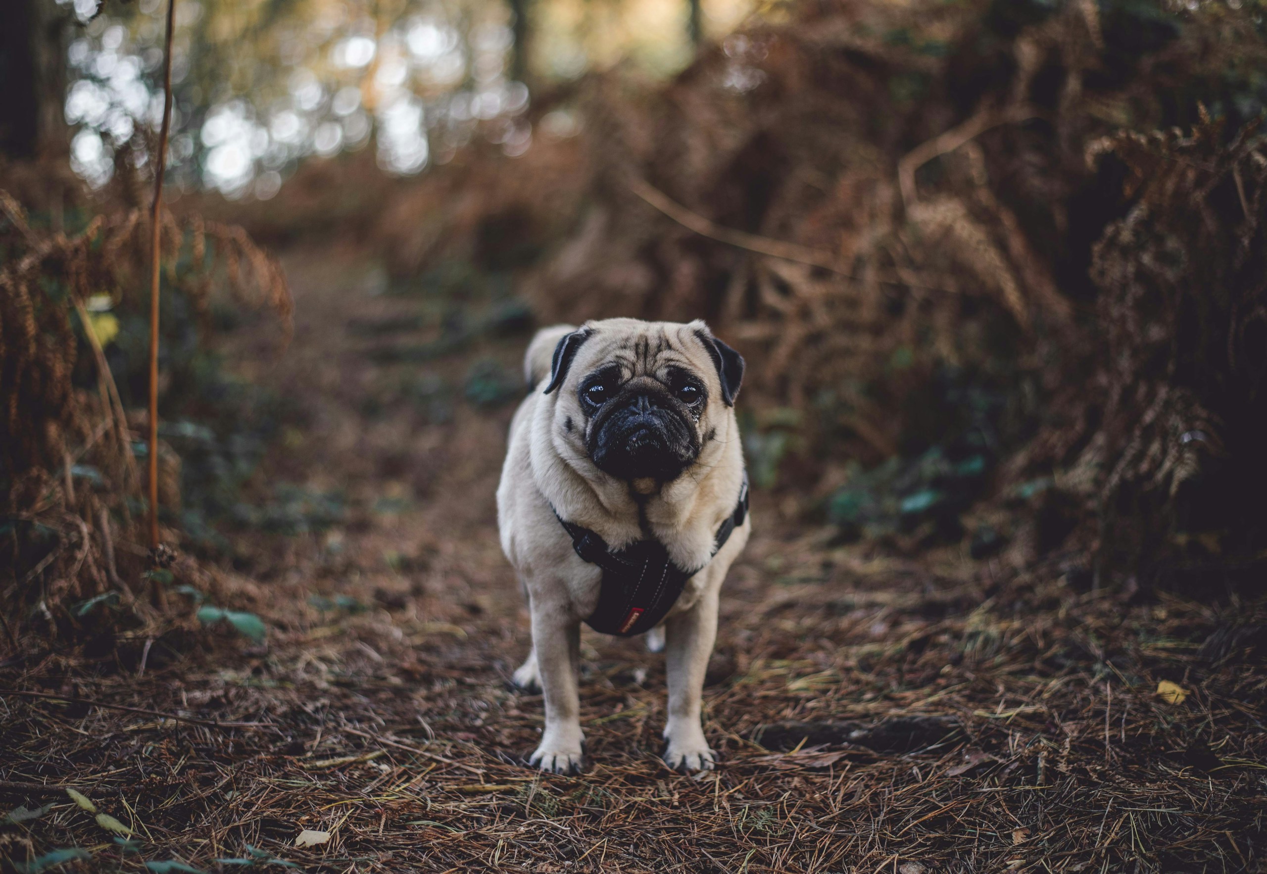 Pug standing in forest area.