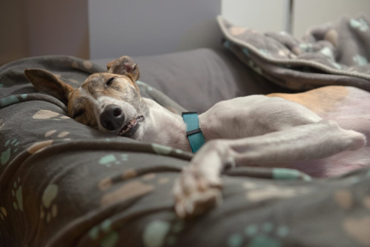 Dog blankets and dog bed support this large adopted pet Greyhound as she sleeps on her side with paw outstretched. Characteristic nap for this breed.