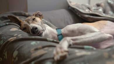 Dog blankets and dog bed support this large adopted pet Greyhound as she sleeps on her side with paw outstretched. Characteristic nap for this breed.