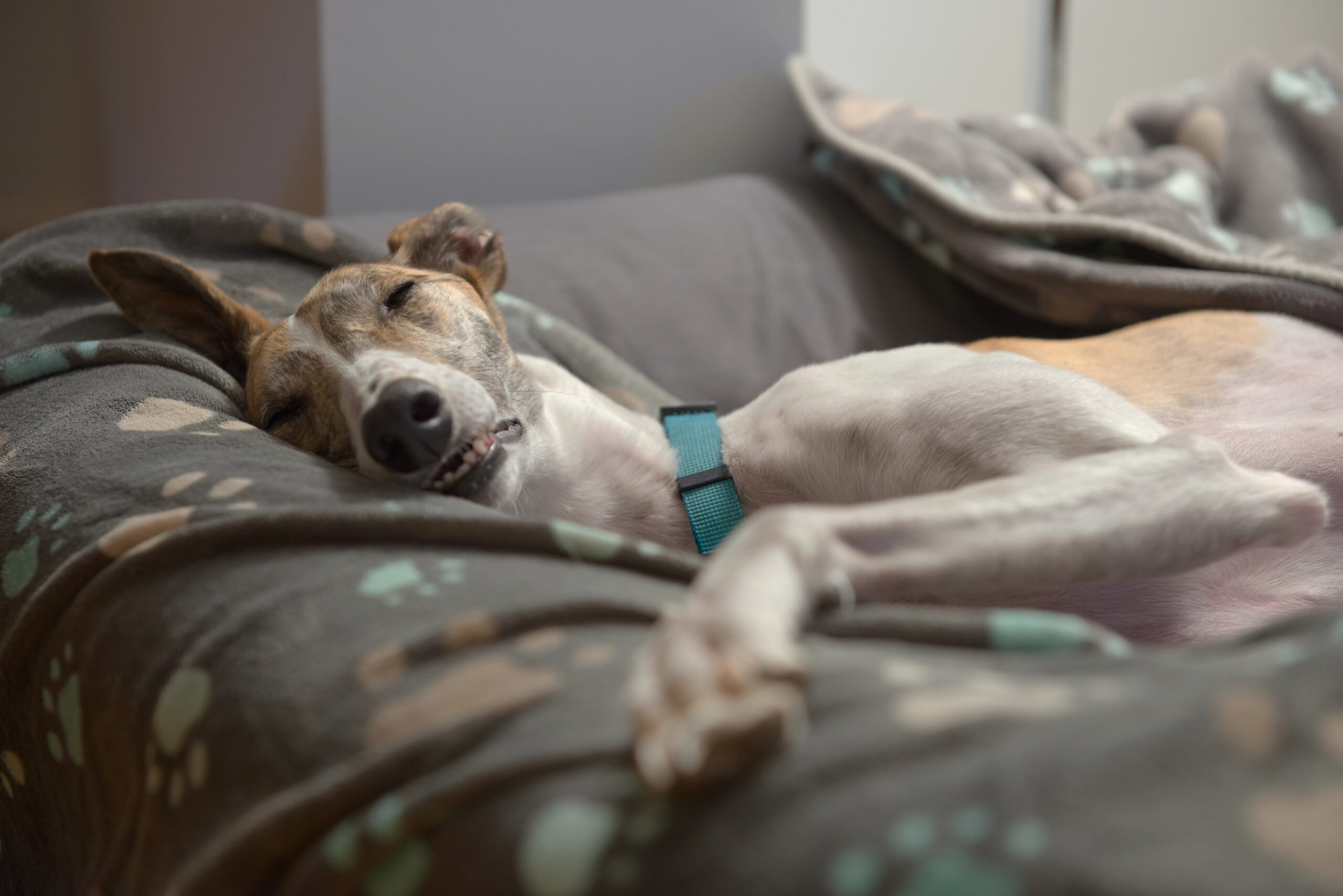 Dog blankets and dog bed support this large adopted pet Greyhound as she sleeps on her side with paw outstretched. Characteristic nap for this breed.