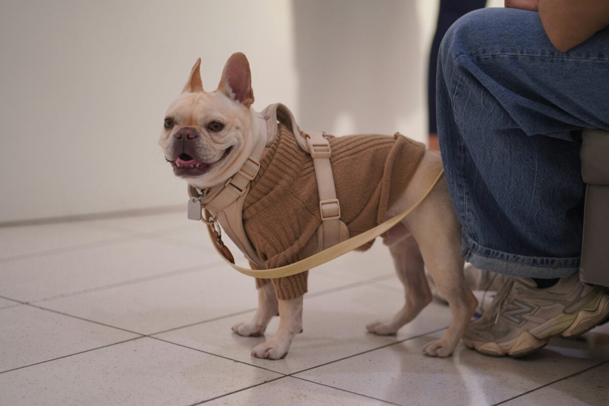 Dog wearing front-clip harness.