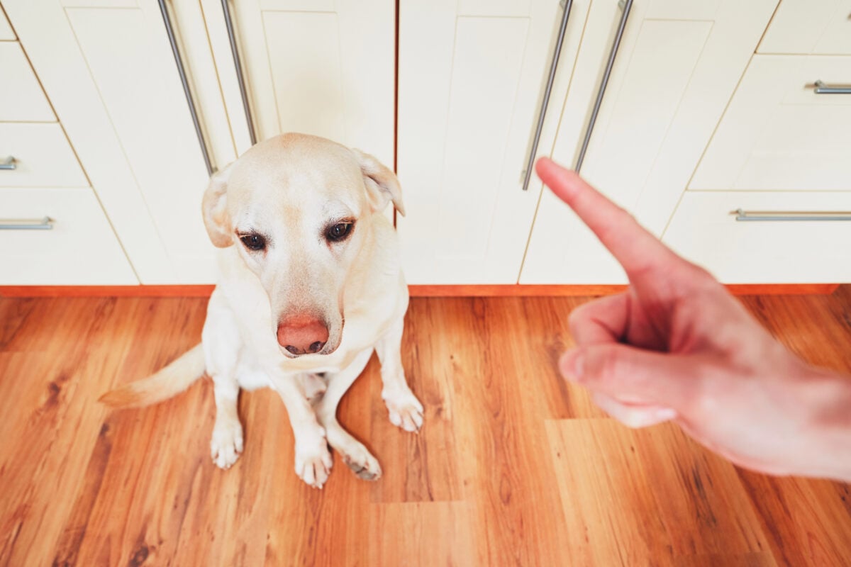Owner pointing finger at dog who's looking guilty and sad.
