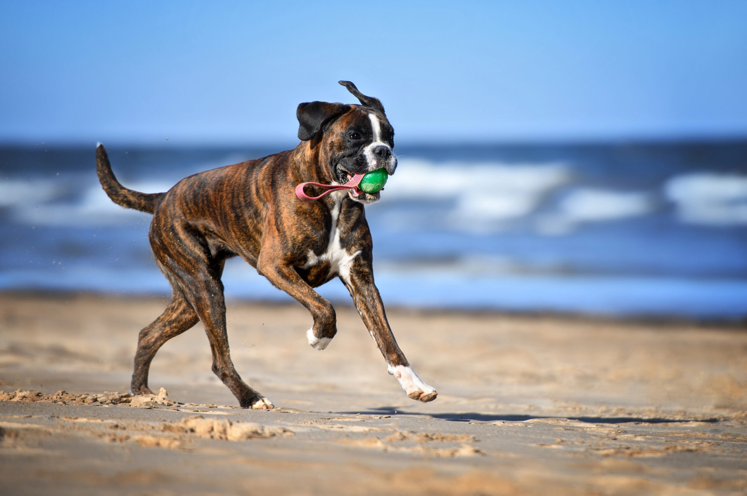Goofy and athletic Boxer dog running on beach with toy in their mouth.