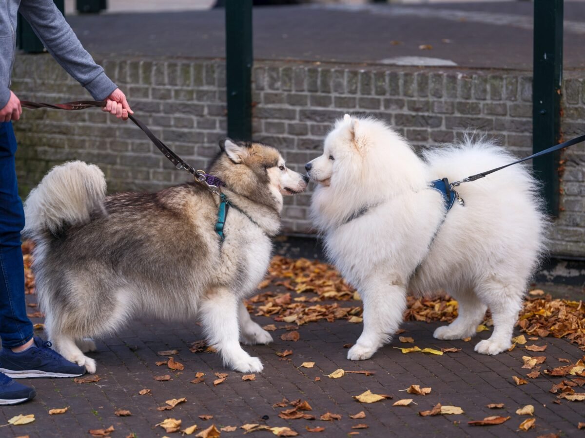 Two dogs meeting on street.