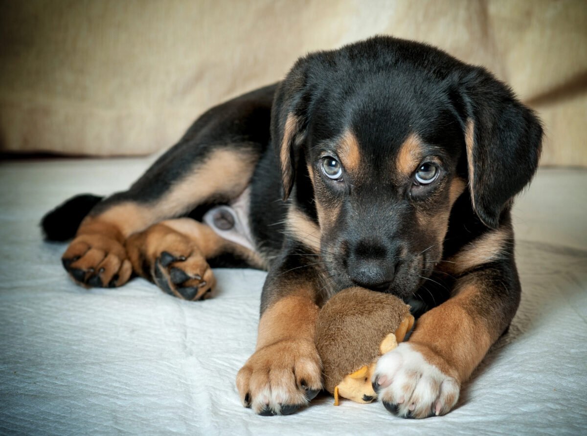 Mixed Rotweiler puppy looking possessive over a toy. 
