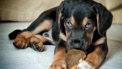 Mixed Rotweiler puppy looking possessive over a toy.