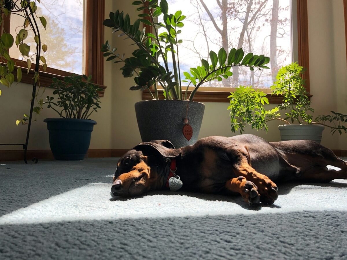 Dachshund napping on the floor in sunlight. Doesn't get much better than that.