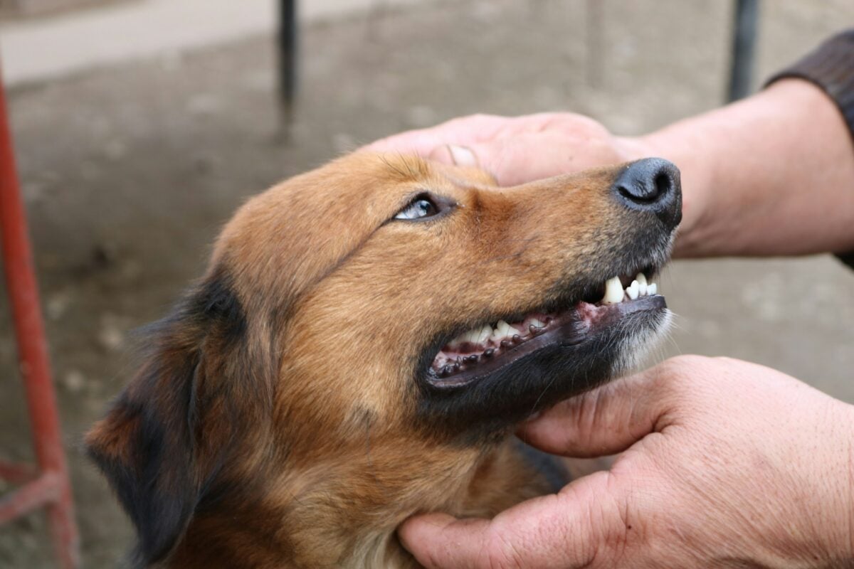 Person holding a dog's head and rubbing their throat.