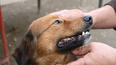 Person holding a dog's head and rubbing their throat.