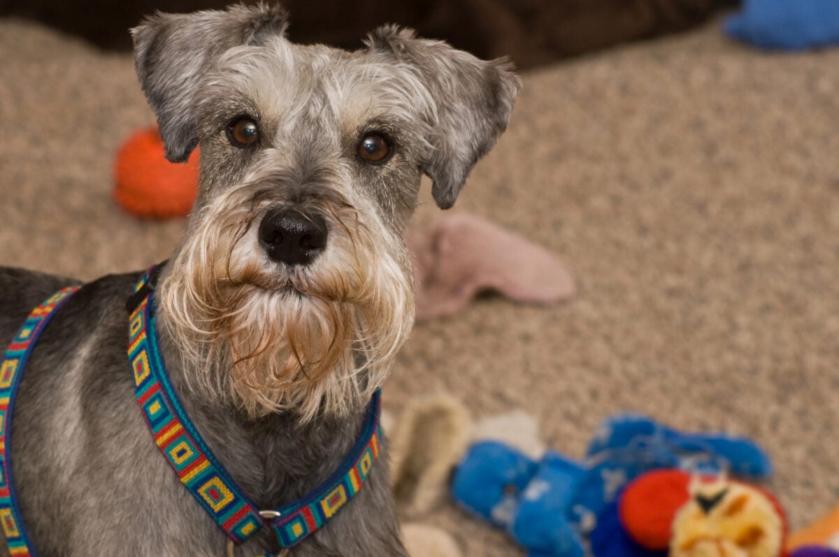 Playful gray Miniature Schnauzer dog with toys in background.
