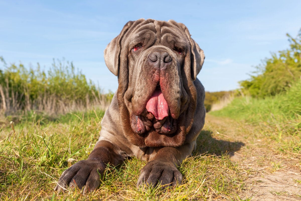Neapolitan Mastiff lying outdoors looking calm and relaxed.