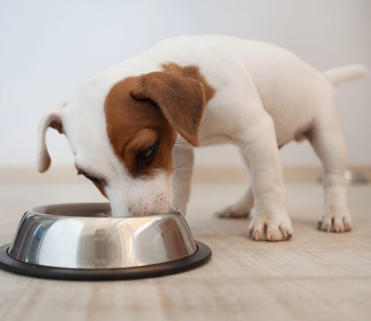Brown and white puppy eating from a dog food bowl.