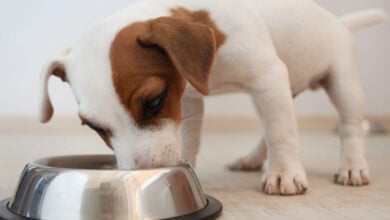 Brown and white puppy eating from a dog food bowl.