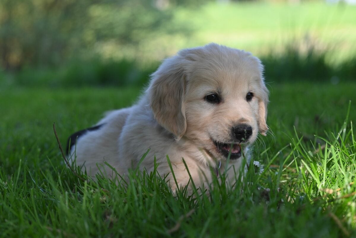 puppy, golden retriever outside in the grass