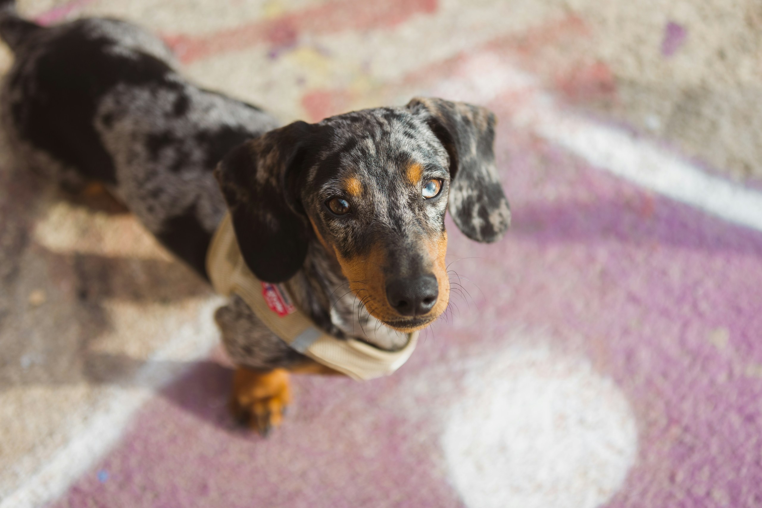 Sausage dog with cloudy eye looking at the camera shot from above.