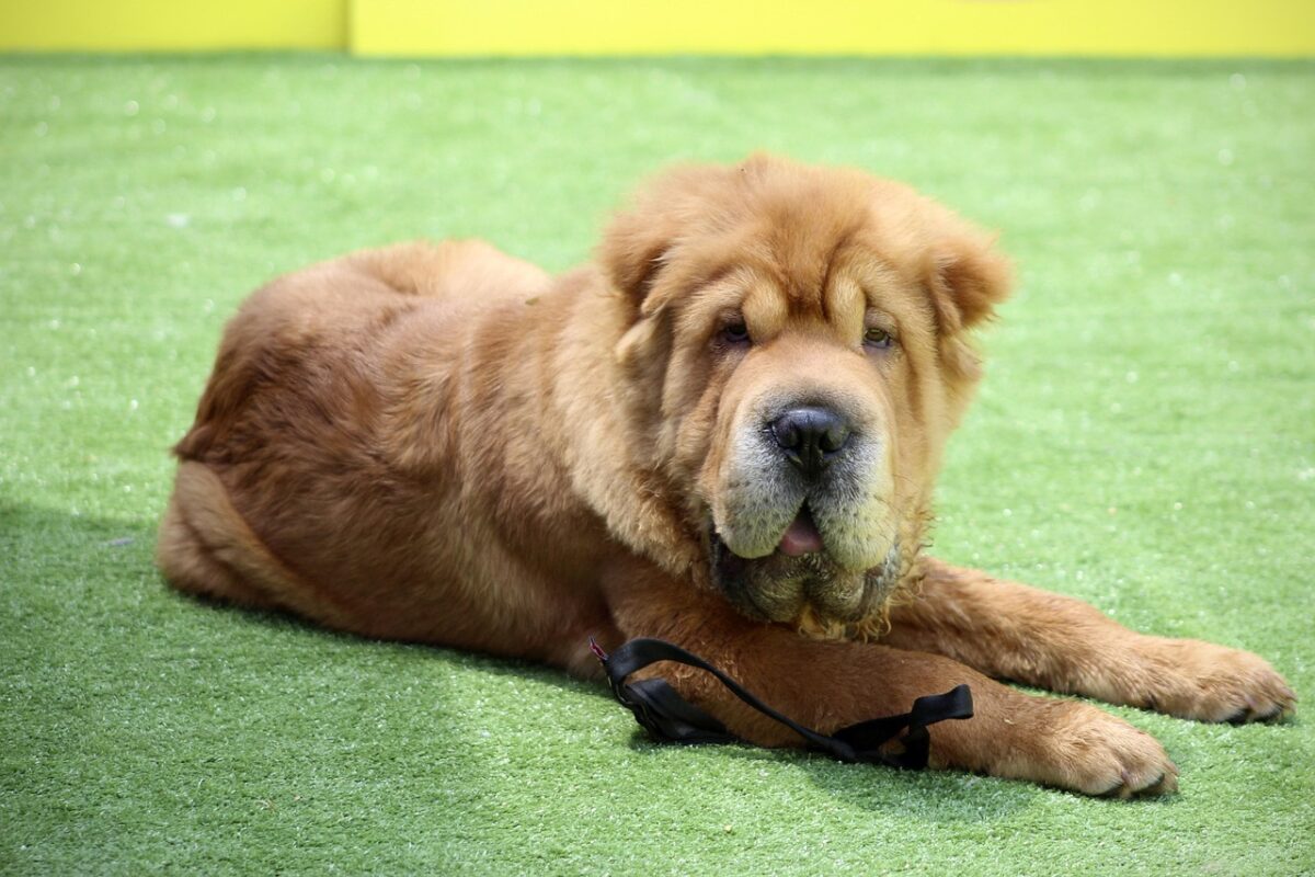 Relaxed Shar Pei dog lying on ground.