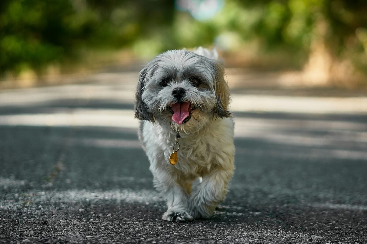 Shih-tsu walking on a trail.