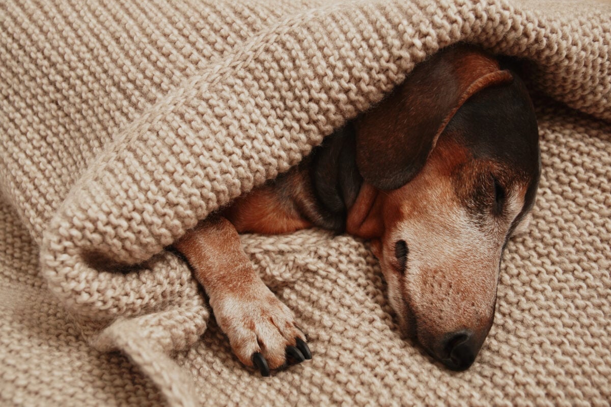 Old Dachshund dog sleeps under a knitted blanket.
