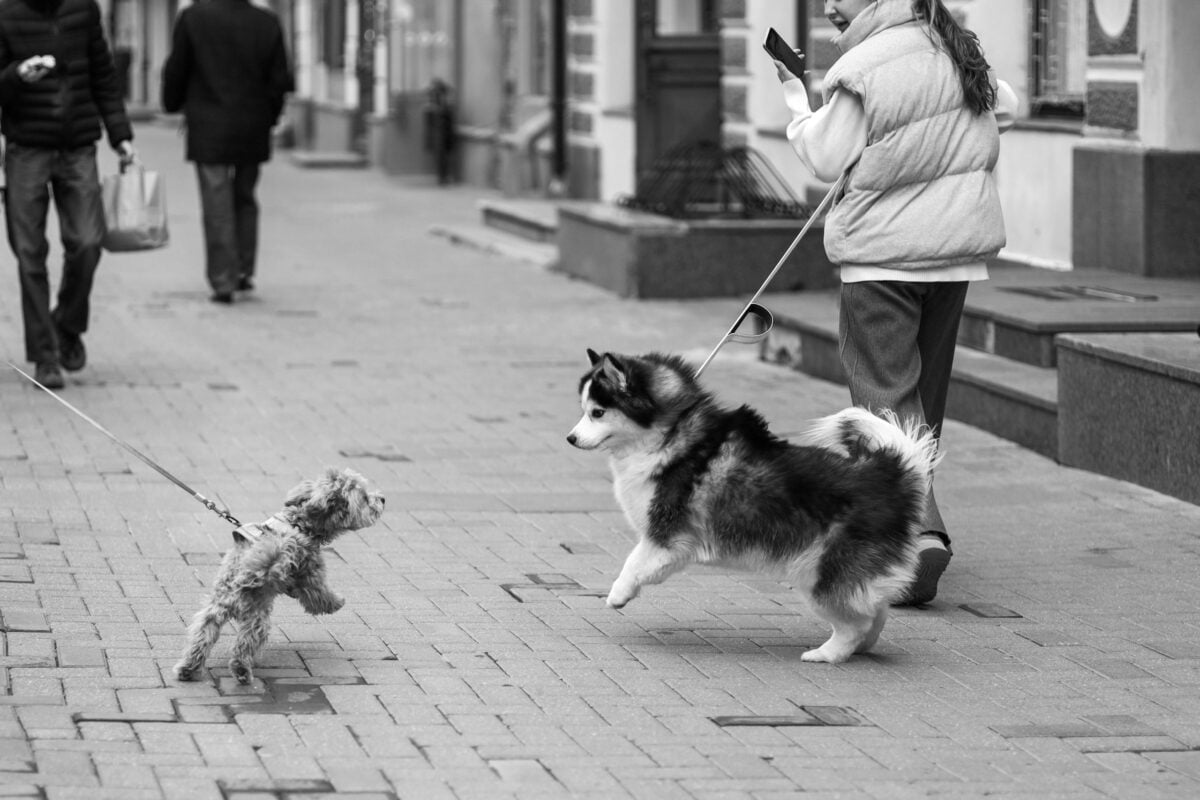 Two dogs lunging towards each other while walking on leashes, showing leash reactivity.