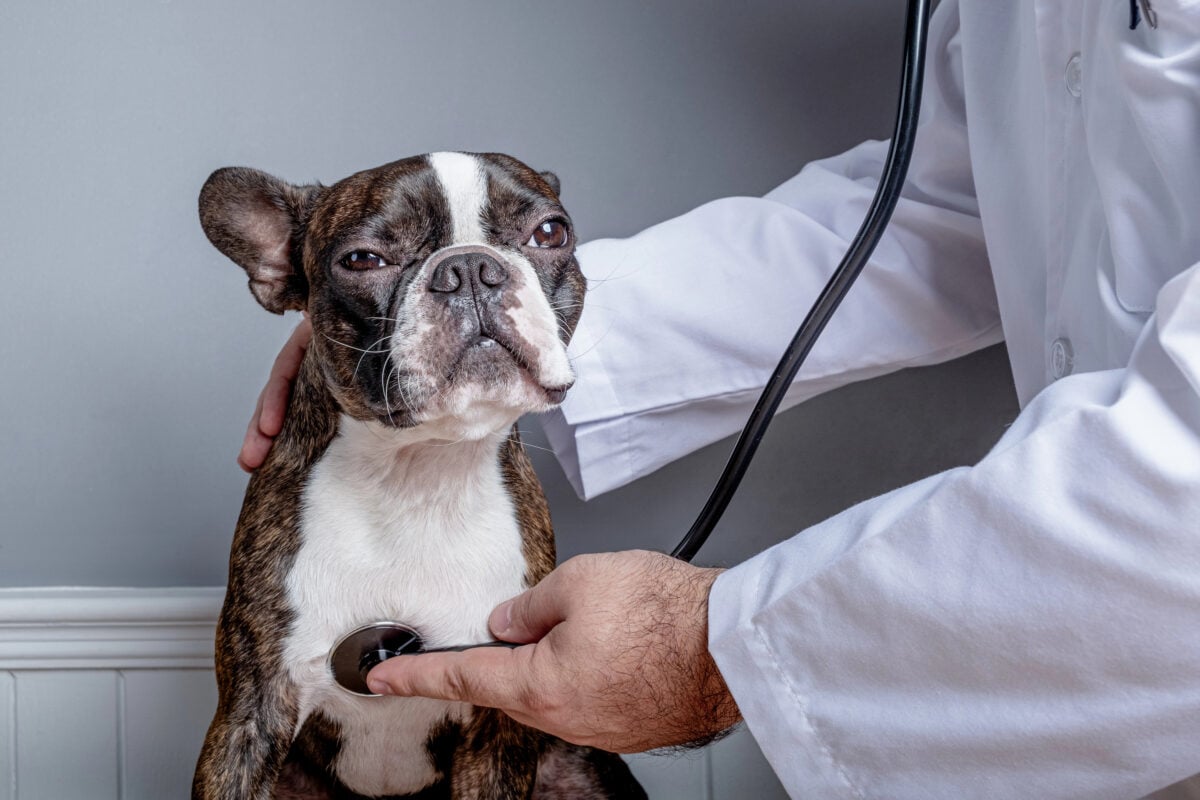 Veterinary doctor examing heart of dog Boston Terrier with a stethoscope.