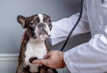 Veterinary doctor examing heart of dog Boston Terrier with a stethoscope.