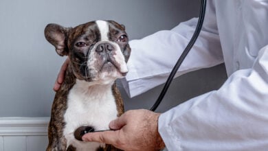 Veterinary doctor examing heart of dog Boston Terrier with a stethoscope.