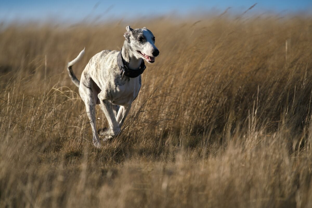 Greyhound dog running in field.