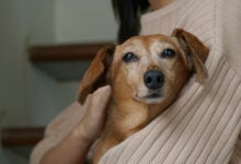 Woman holds old, senior Dachshund at home.