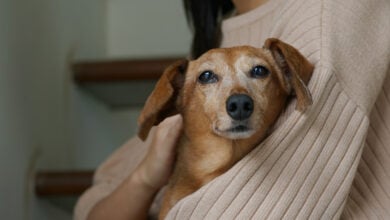 Woman holds old, senior Dachshund at home.