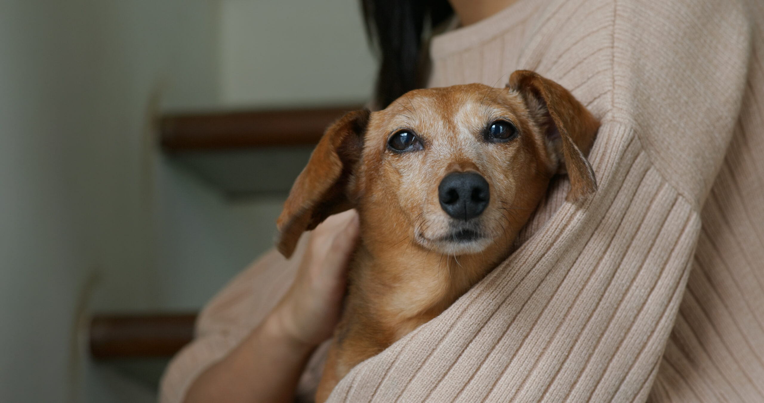 Woman holds old, senior Dachshund at home.