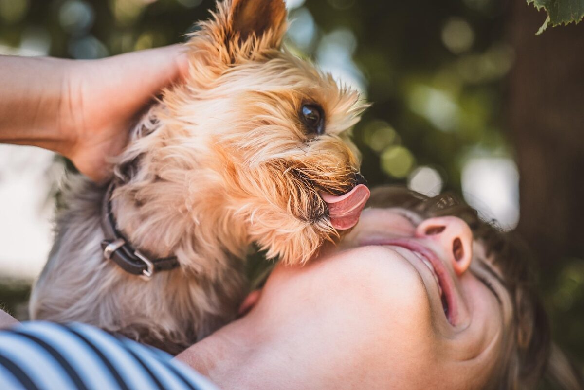 woman, yorkie, friends, dog, domestic animal, animal, purebred dog, yorkshire terrier, canine, pet, outdoors, lick