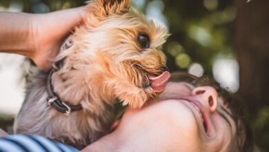 Woman smiles while Yorkie dog licks woman on face.