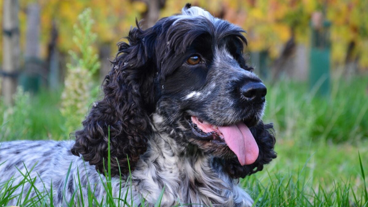 Black and white Cocker Spaniel lying in the grass.