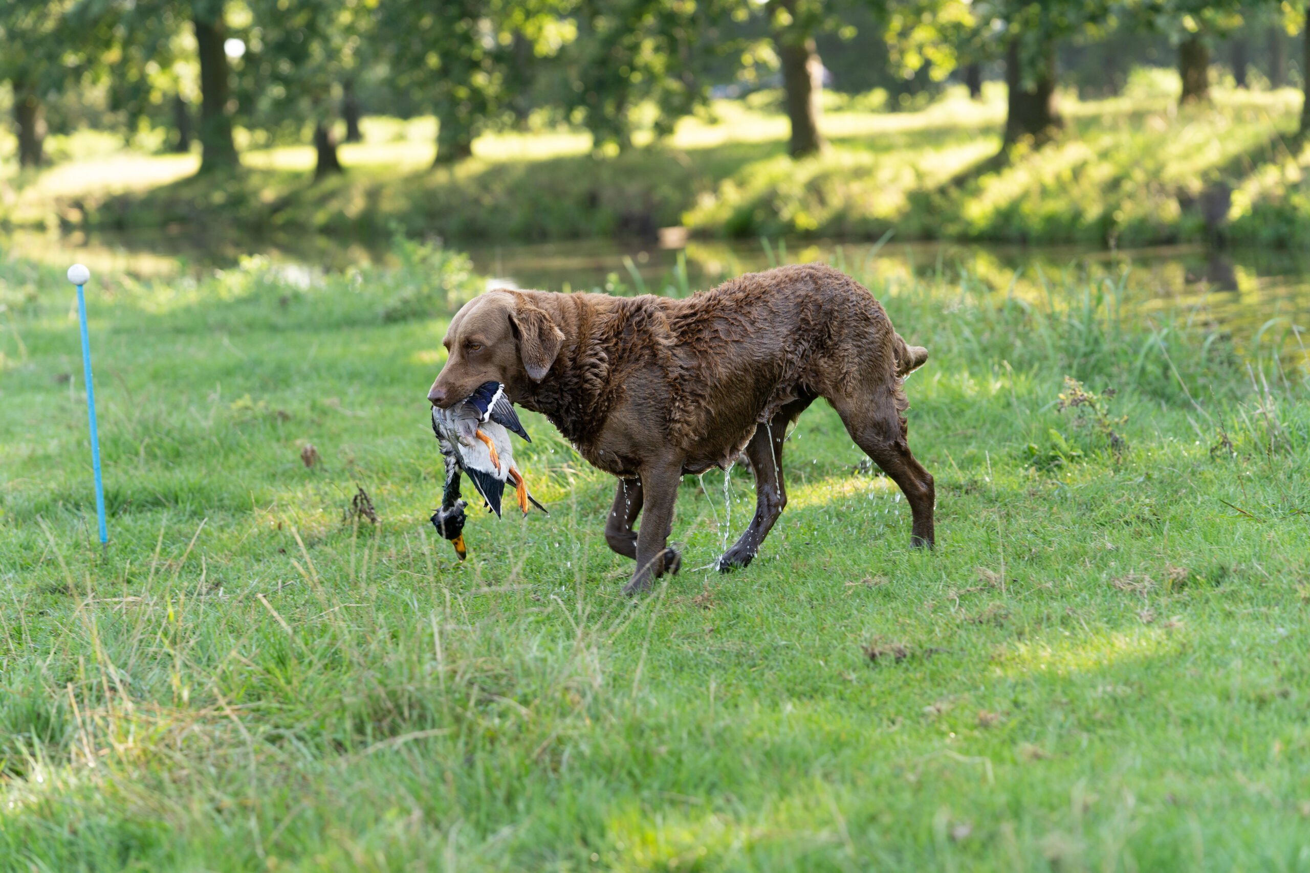 A brown Chesapeake Bay Retriever fetching a duck for his owner the hunter.
