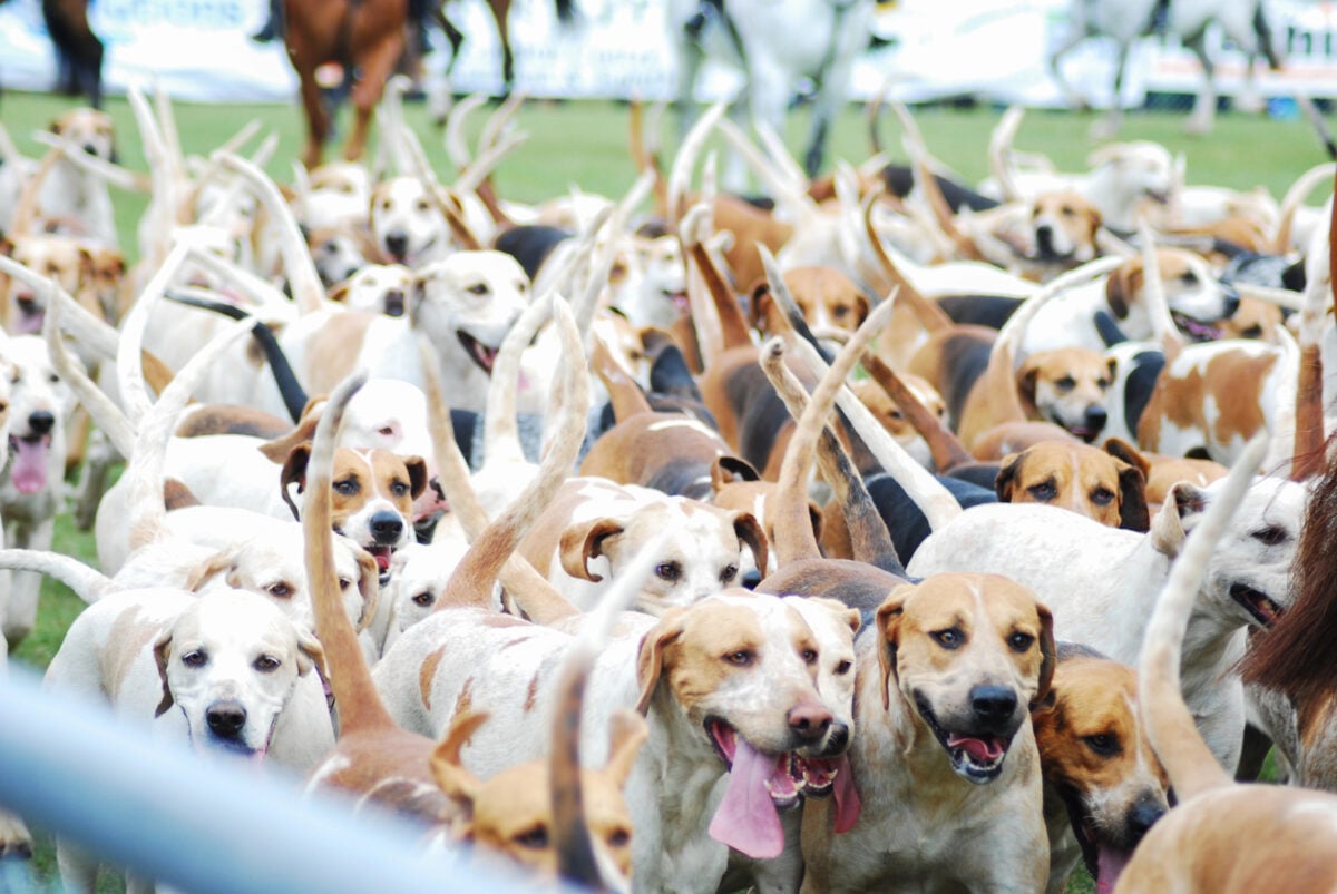 A closeup shot of a pack of Foxhound dogs/