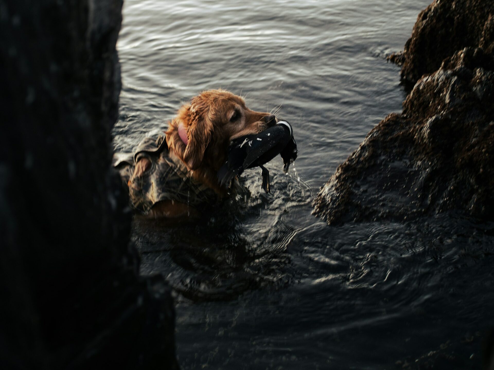 Golden Retriever duck hunting.