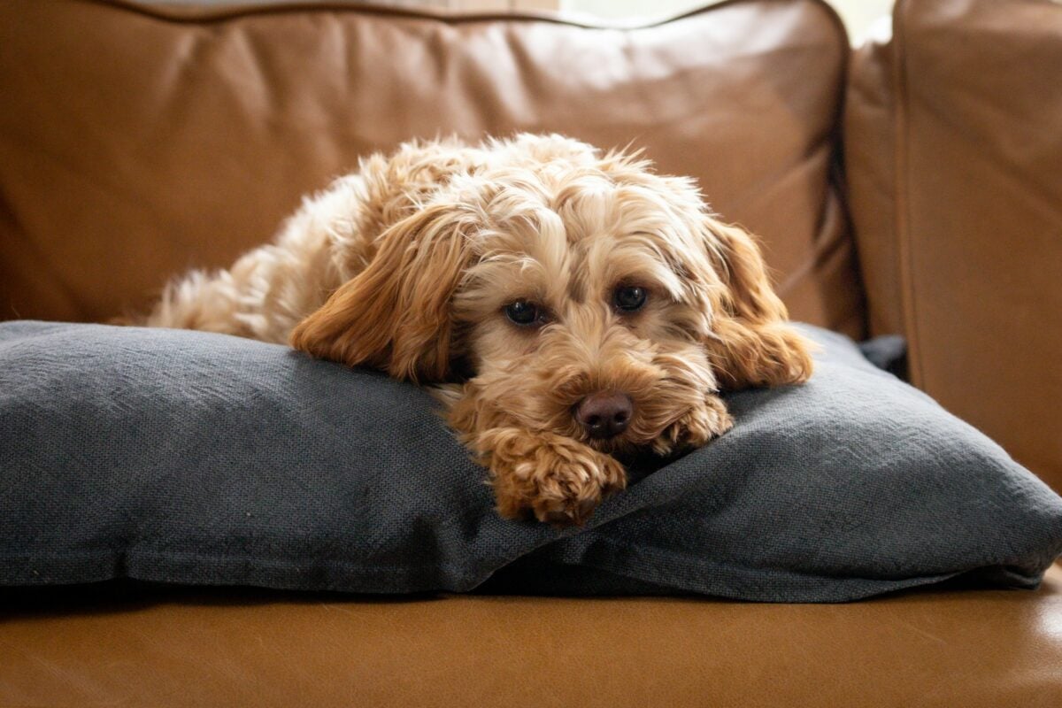 A Goldendoodle lying on a pillow on a couch.