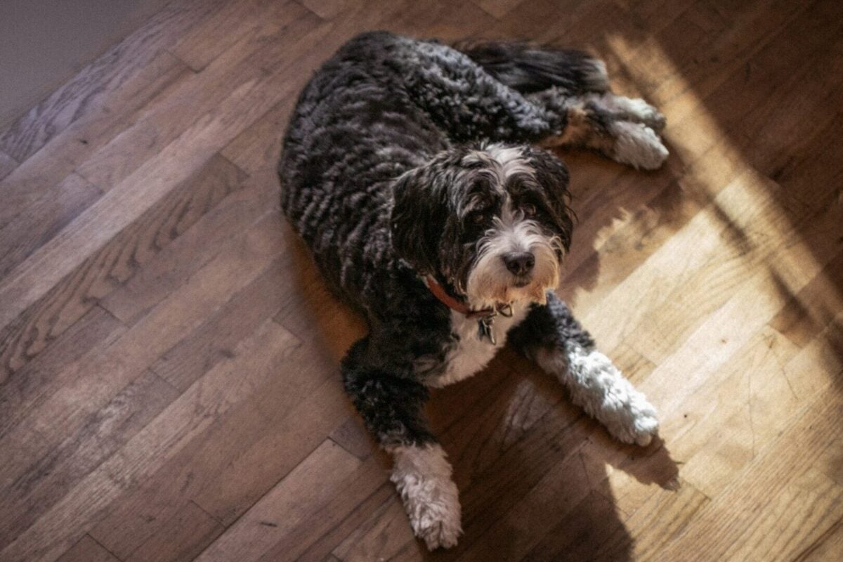 Bernedoodle dog lying on wooden floor.